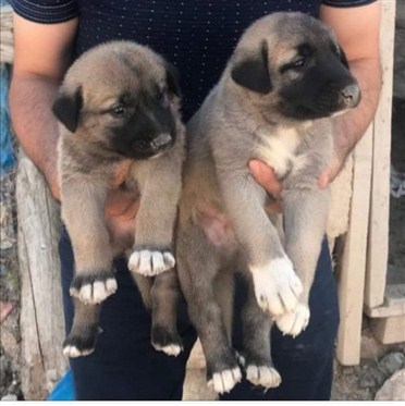 Kangal yavrusu alırken ? 