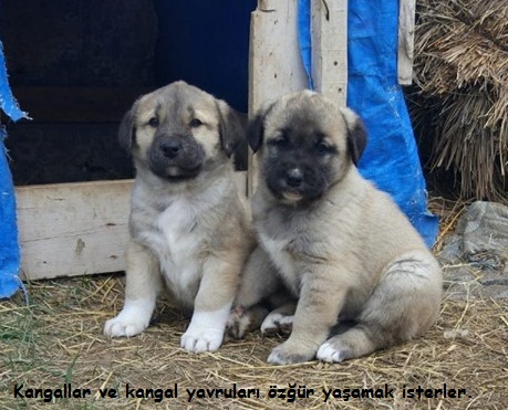 Yavru kangal satılık 