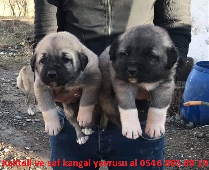 Kangal yavrusu 