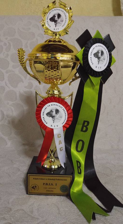 Papi yarışması Antalya birincilik kupası