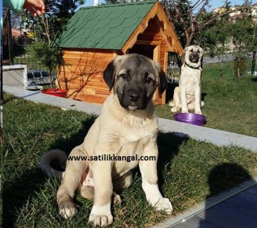 kangal yavrusu satışı fiyatları