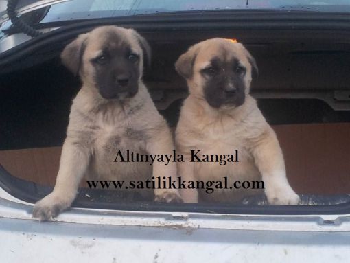 Altınyayla kangal köpek çiftliği