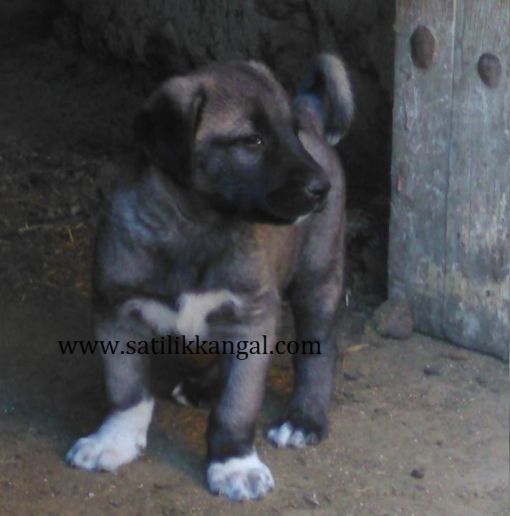 satılık karabaş cinsi kangal köpekleri