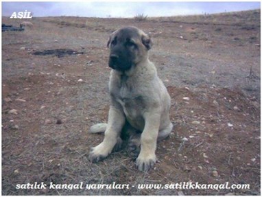 3 Aylık kangal yavrusu