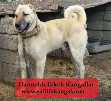 damızlık erkek kangal köpeği 