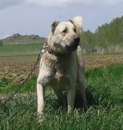 Boz kangal boz kangal özellikleri