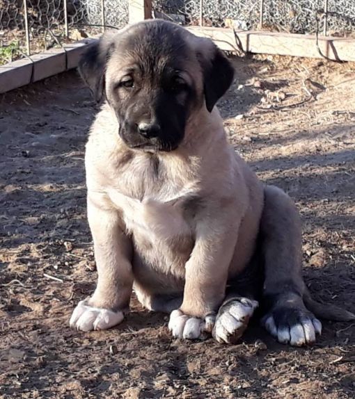  Boz karabaş kangal yavrusu