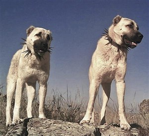 SATILIK KÖPEK FİYATLARI