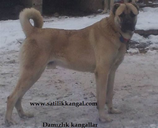 erkek kangal satılık 