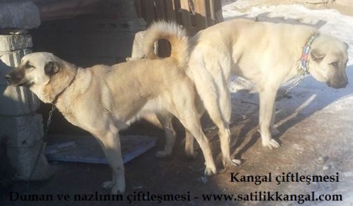 KANGAL KÖPEĞİ ÇİFTLEŞMESİ