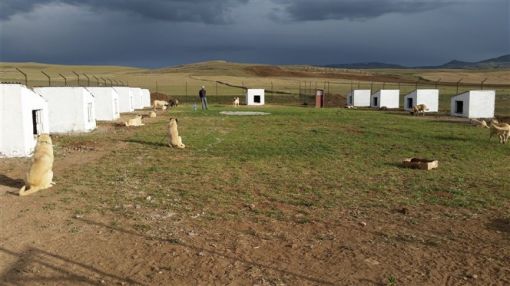 Kangal yavrusu üretim çiftliği