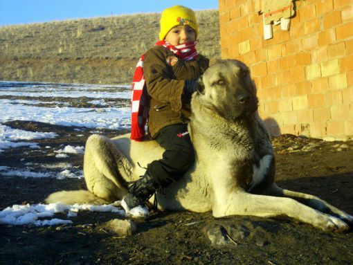  kangal köpekleri