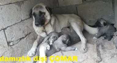 Çomar dişi damızlık kangal