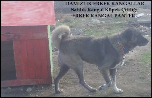 karabaş erkek damızlık panter