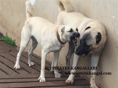 Erkek beyaz kangal