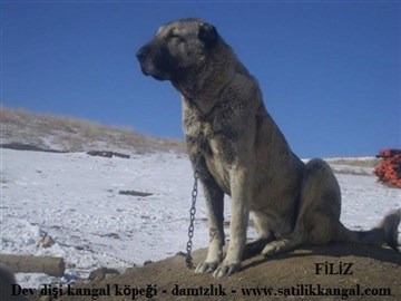 Damızlık dişi kangal köpek - filiz