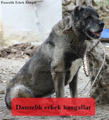 Kangal köpekleri görseller