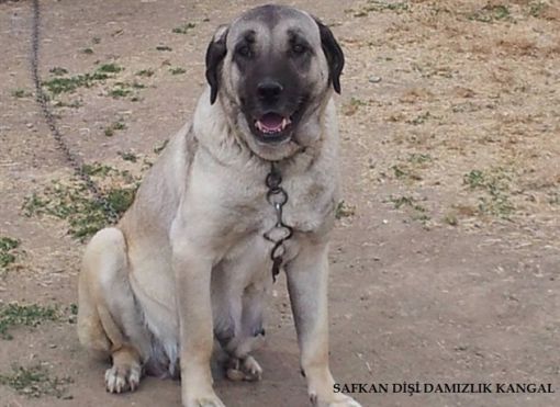 kangal damızlık dişi 