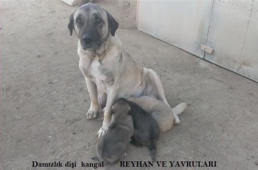 damızlık dişi köpekler