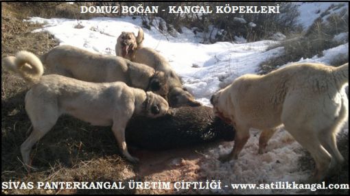  domuz boğan kangal