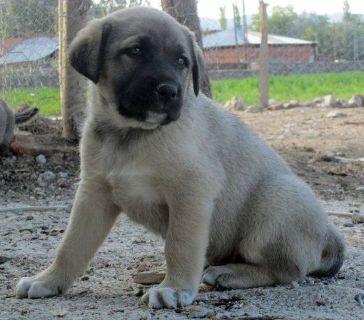  Dünyaca ünlü sivas kangal yavrusu