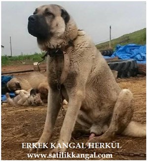 Damızlık köpek herkül