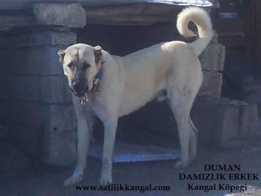 Duman erkek damızlık köpek