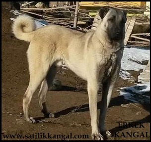 damızlık karabaş erkek kangal