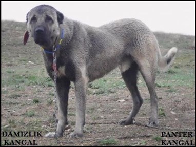 Damızlık panter kangal