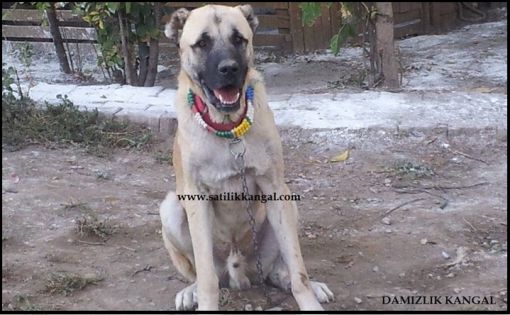 Damızlık kangal fiyatları