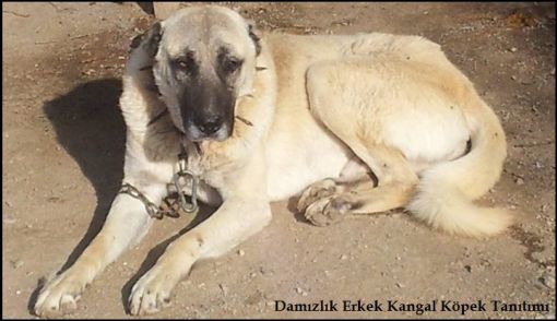 kangal köpeği damızlık