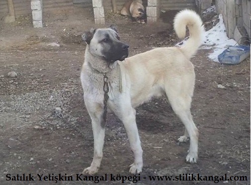 Yetişkin kangal köpeği satışı 