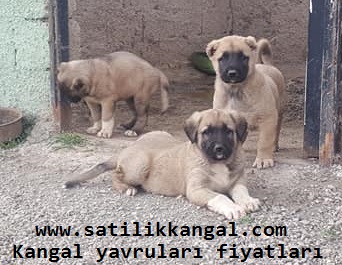 Kangal yavrusu özellikleri