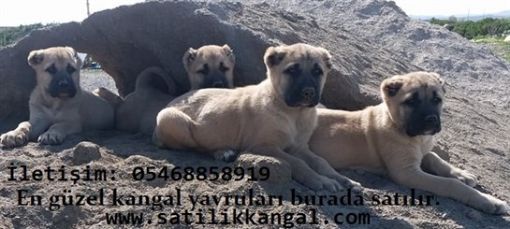 kangal fiyat al