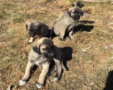 Kangal yavrusu foto 