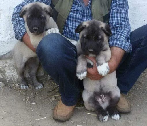  KANGAL KÖPEĞİ YAVRUSU