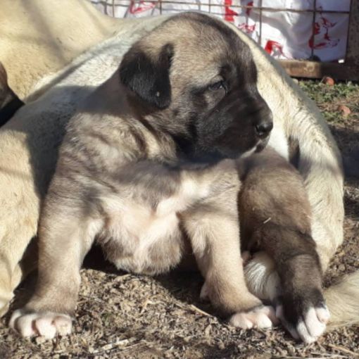 sivas kangal yavrusu