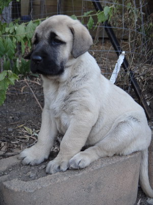  kangal köpek fiyatı