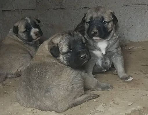 Saf kangal yavrusu
