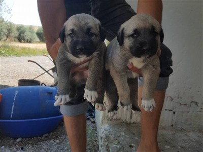  Kangal köpekleri