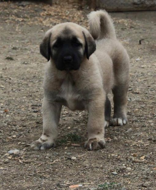  Kangal Köpekleri Nerelerde Yaşar