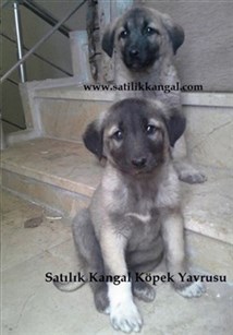  kangal_yavru_fiyatlari