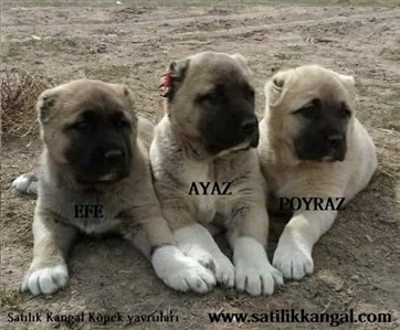 Kangal yavruları resimleri 2017