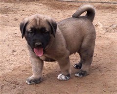 Kangal yavrusu burada