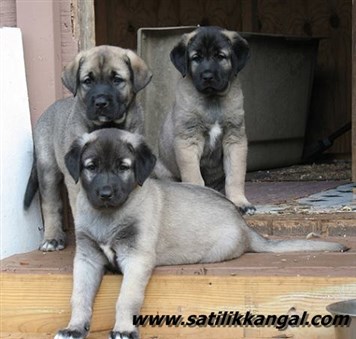 Kangal köpek yavrusu fiyatları 2018 