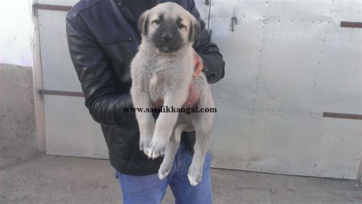 kangal yavrusu satılık 