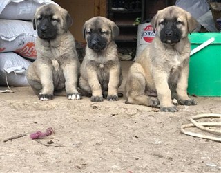 kangal yavrusu satılık köpek