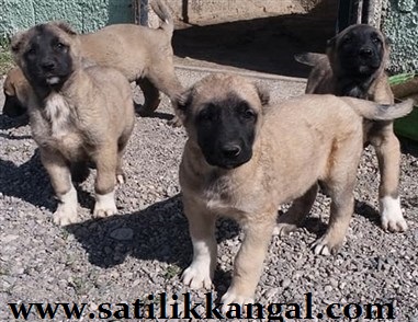 kangal yavrusu satın al