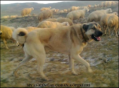 ÇOBAN KÖPEKLERİ KANGAL