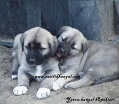 Kangal yavrusu al